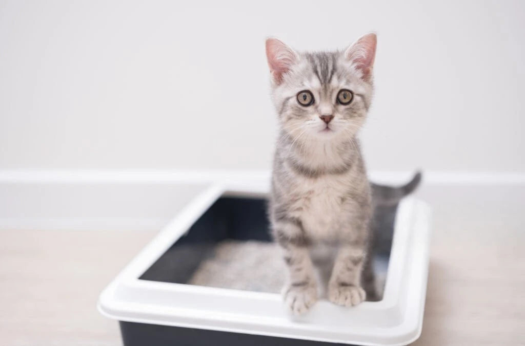 Chat mignon sur sa litière